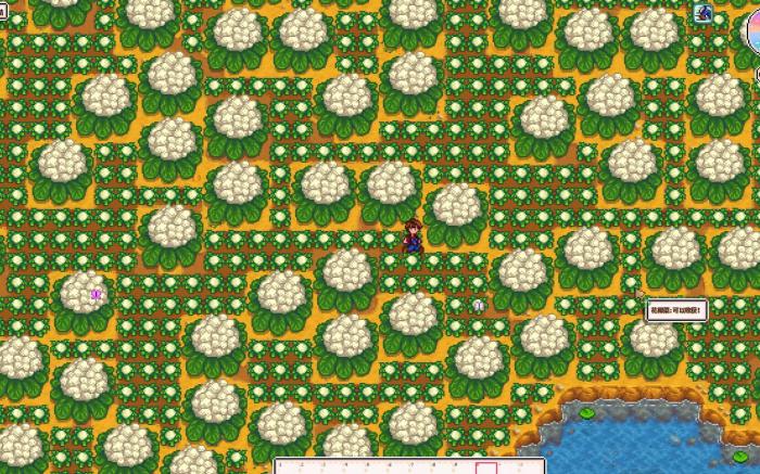 星露谷物语花椰菜最少种植几个2